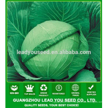 NC06 Renxian F1 hybrid high yield cabbage seeds for growing
